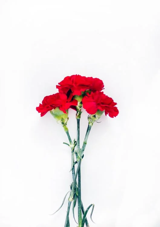 Carnation flower day of dead