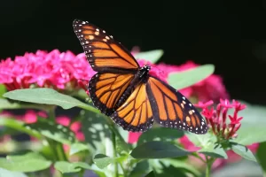 what do monarch butterflies represent on day of the dead